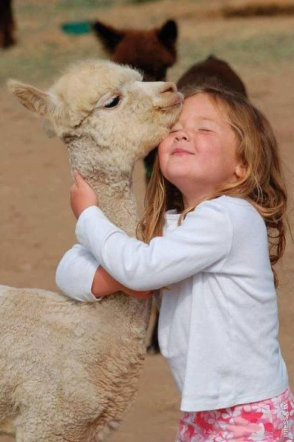 альпака ферма