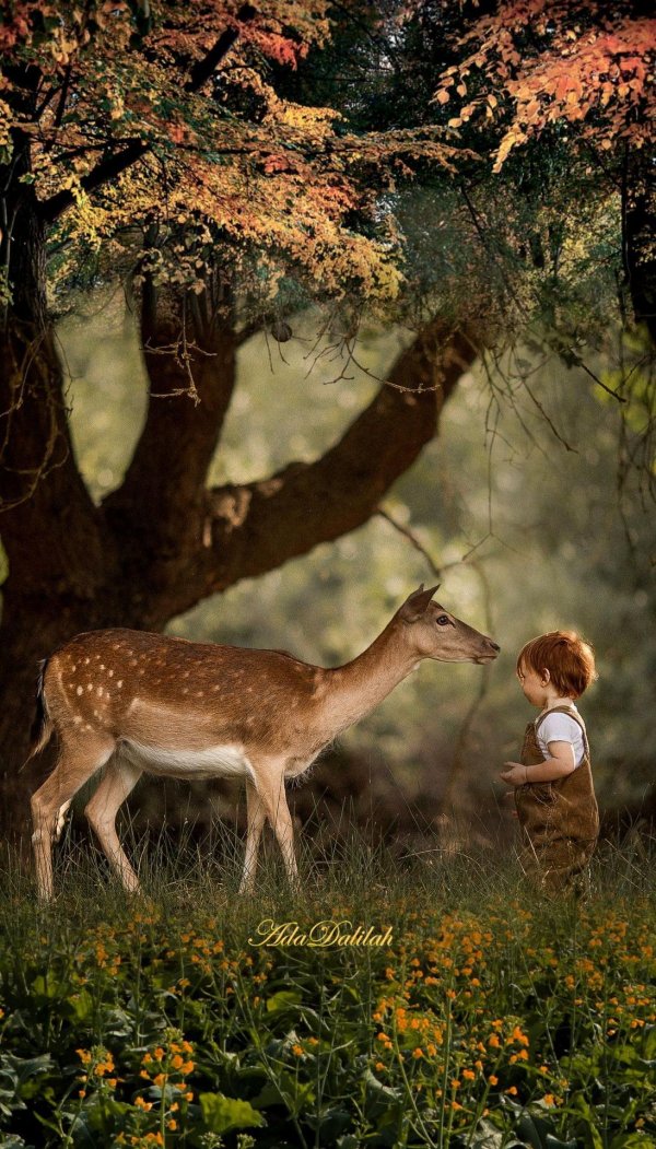 олененок в лесу