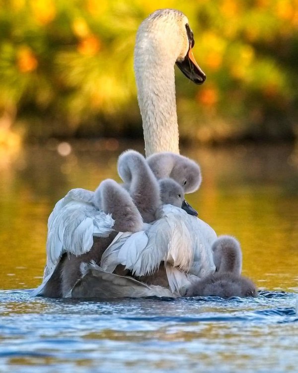 лебедь шипун питание