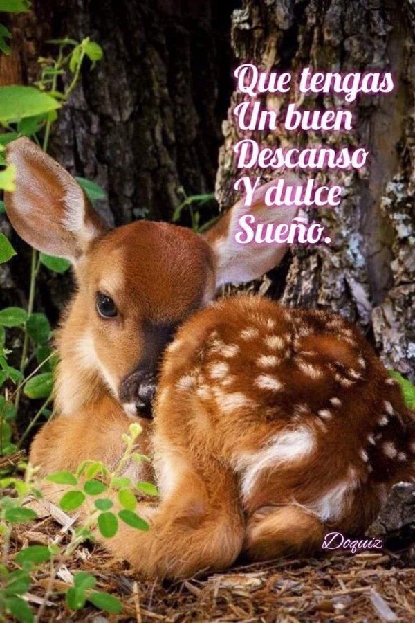 неблюй олененок