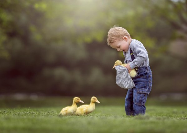 утенок маленький