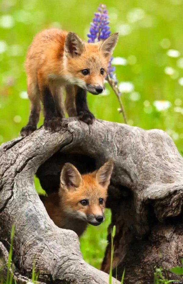 любопытный лисенок