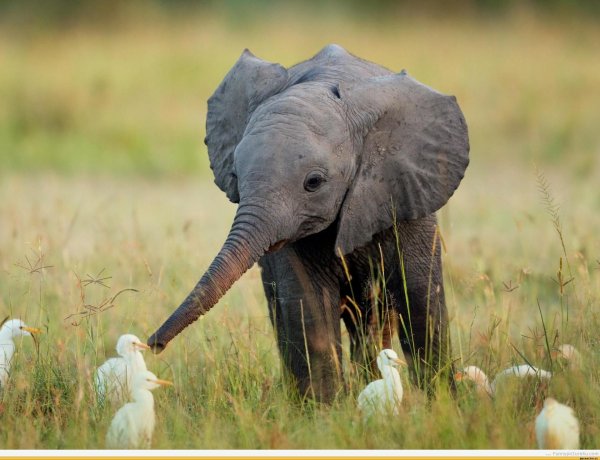 слон слоненок