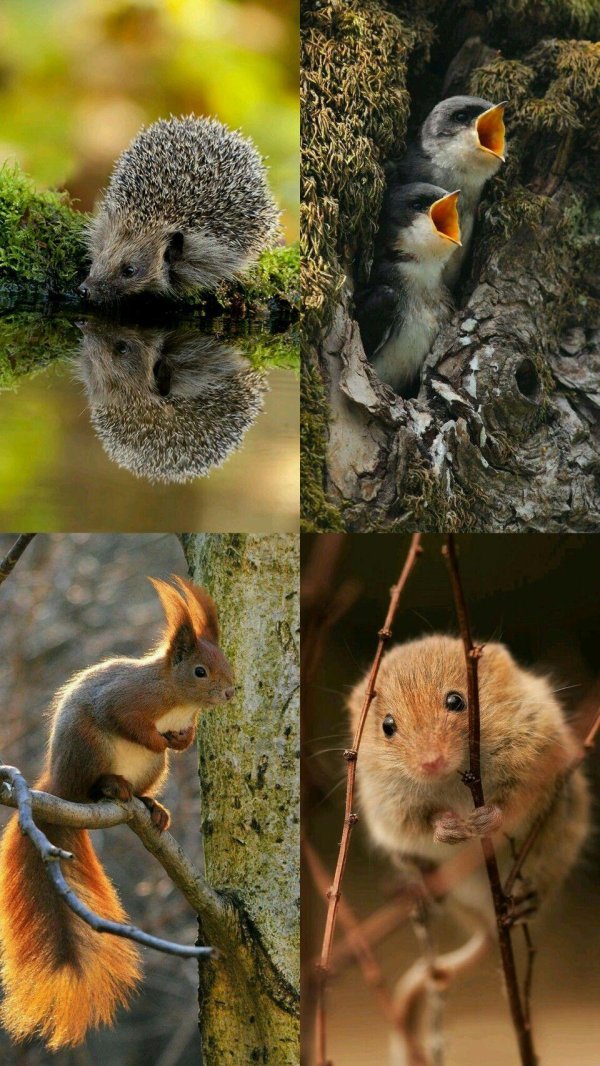 обыкновенная белка