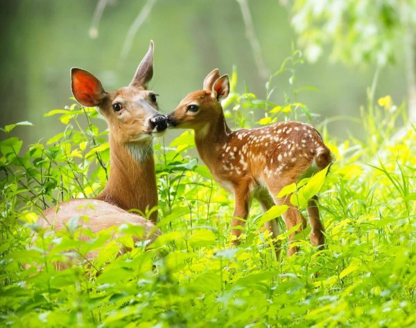 олененок животное