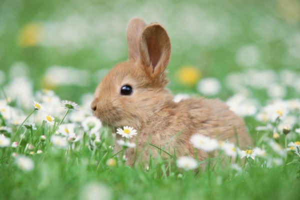 заяц красивый