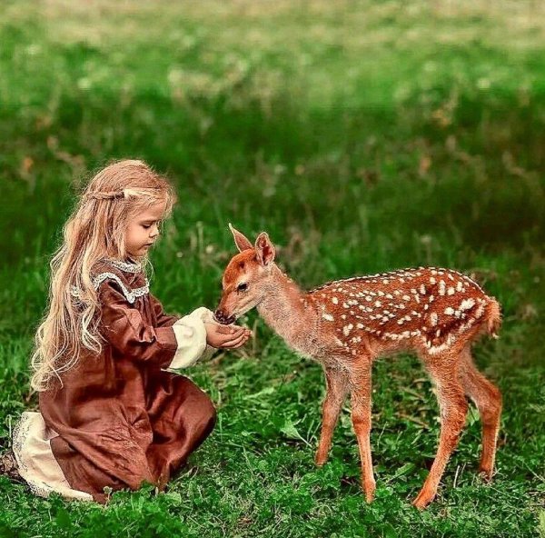 мия соколовская олененок