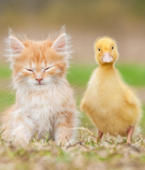 утенок маленький