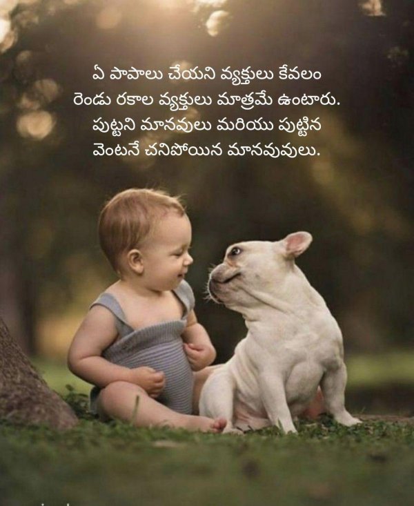 бульдог щенок французский