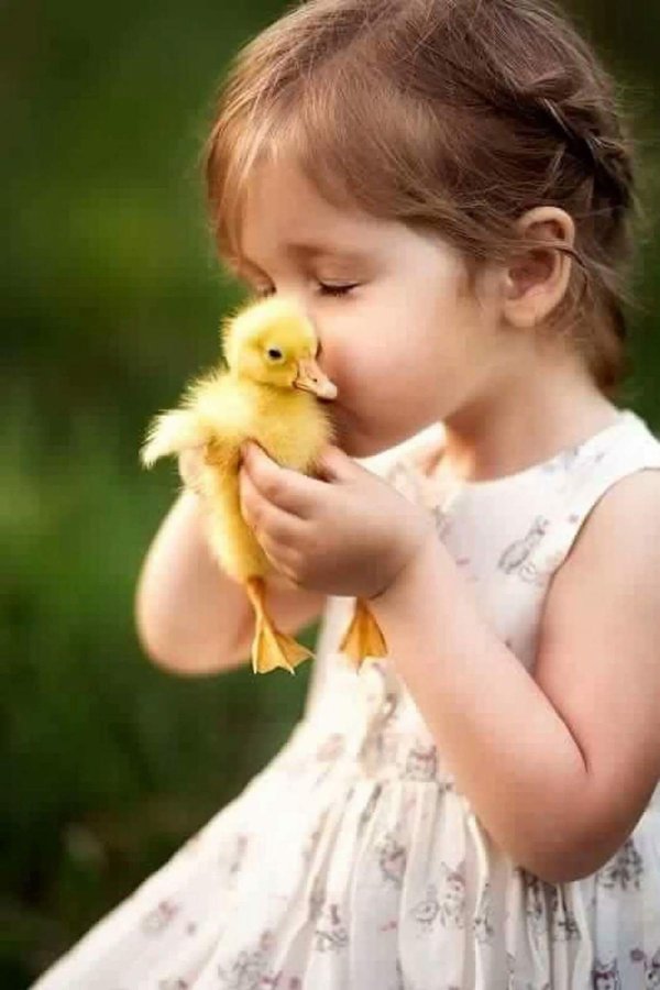 птицы для детей