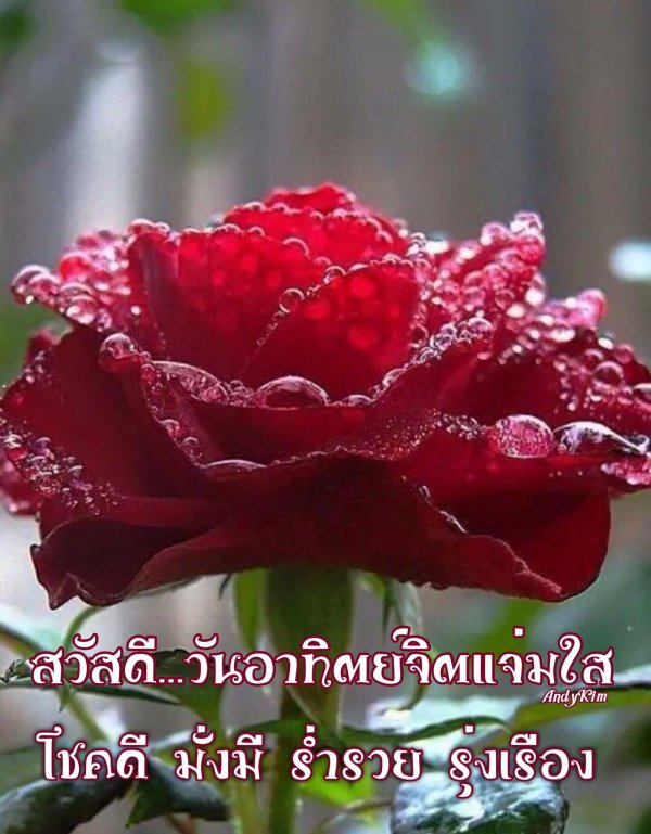 цветок красивый