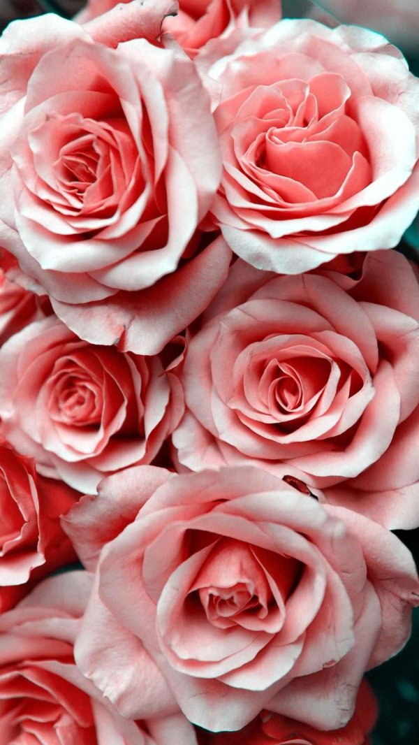 любимые розы