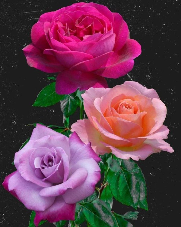 красивые розовые розы