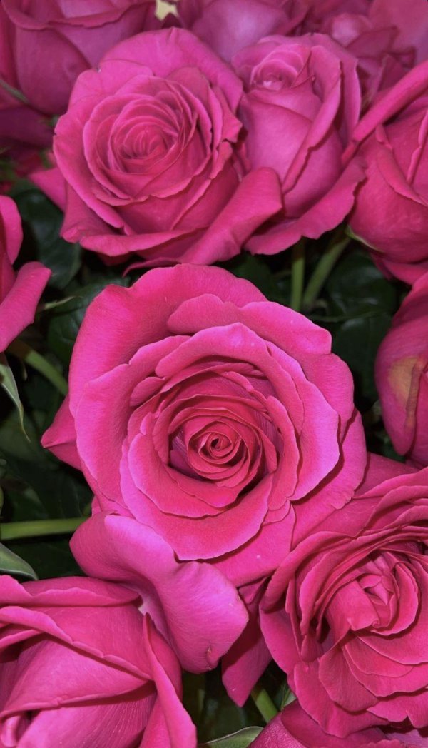 сорт роз пинк флойд