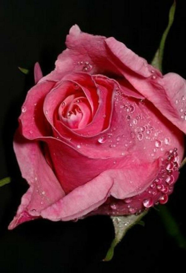 красивые розовые розы