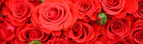 фон красные цветы