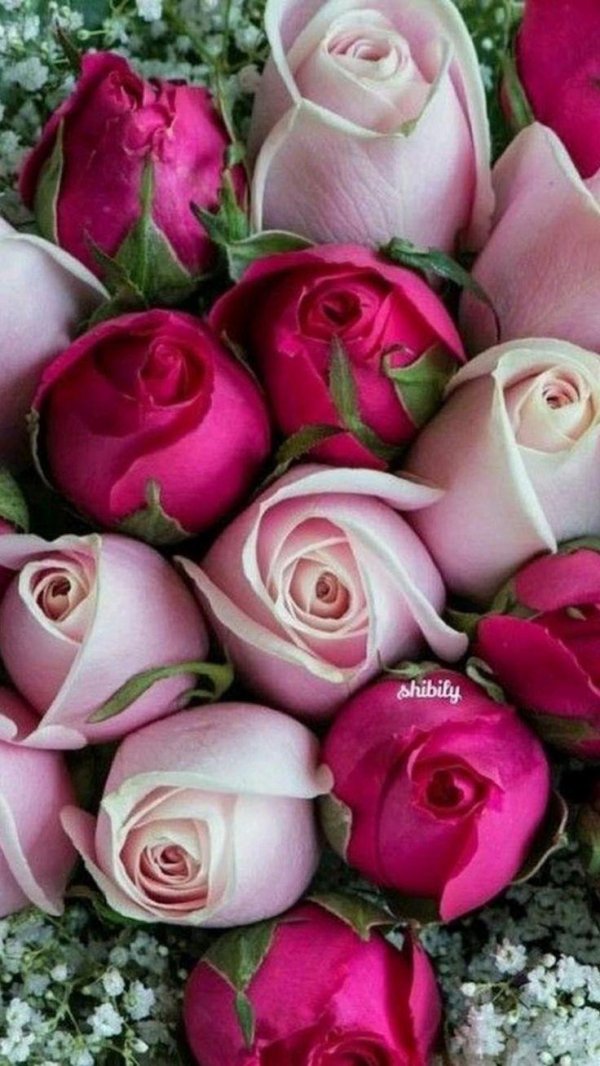 роскошные цветы