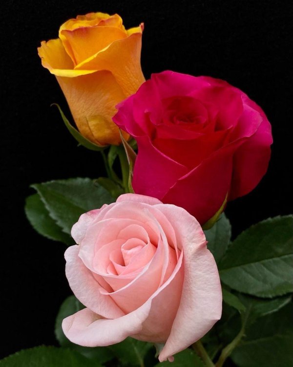 Самые с цветами роз