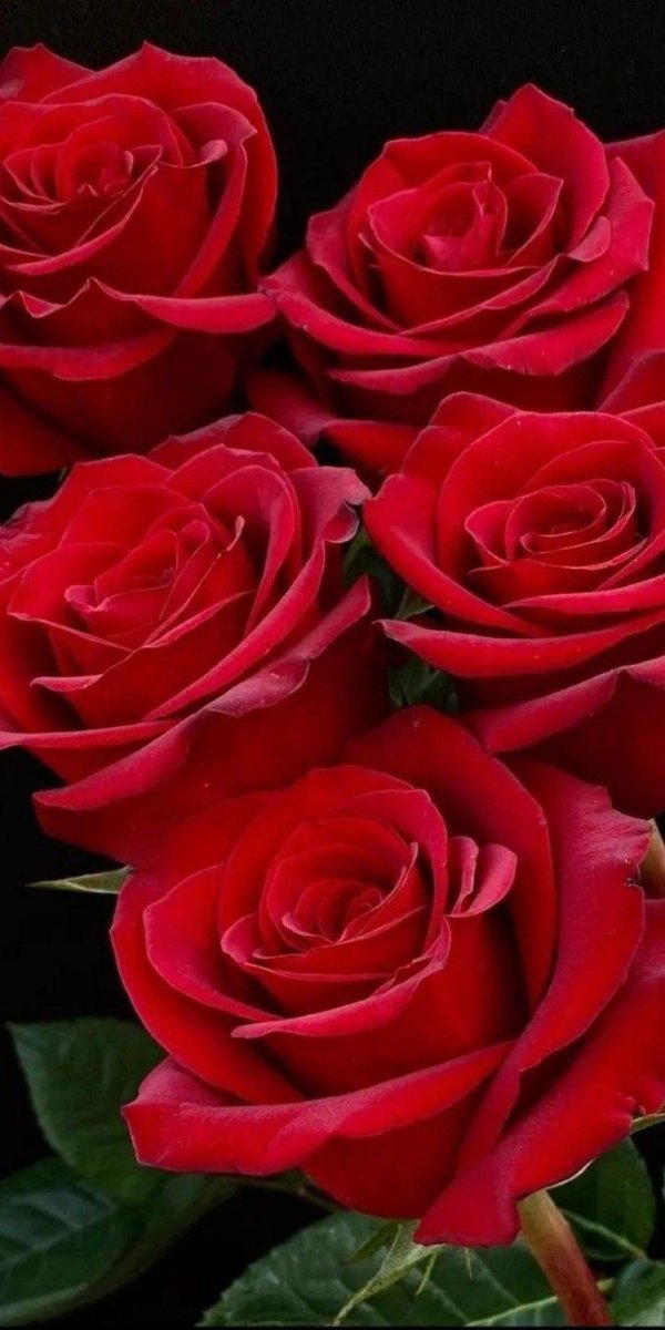 Самые с цветами роз