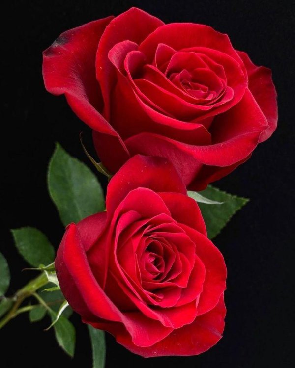 Самые с цветами роз