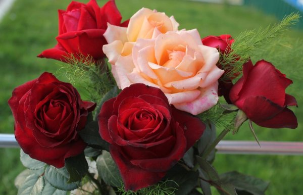 красивые цветы розы