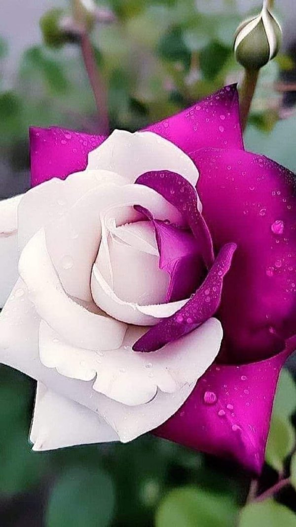 Самые с цветами роз