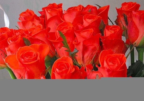 сангрита роза