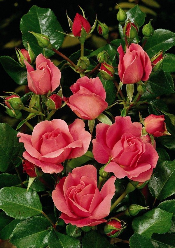 флорибунда пинк роуз