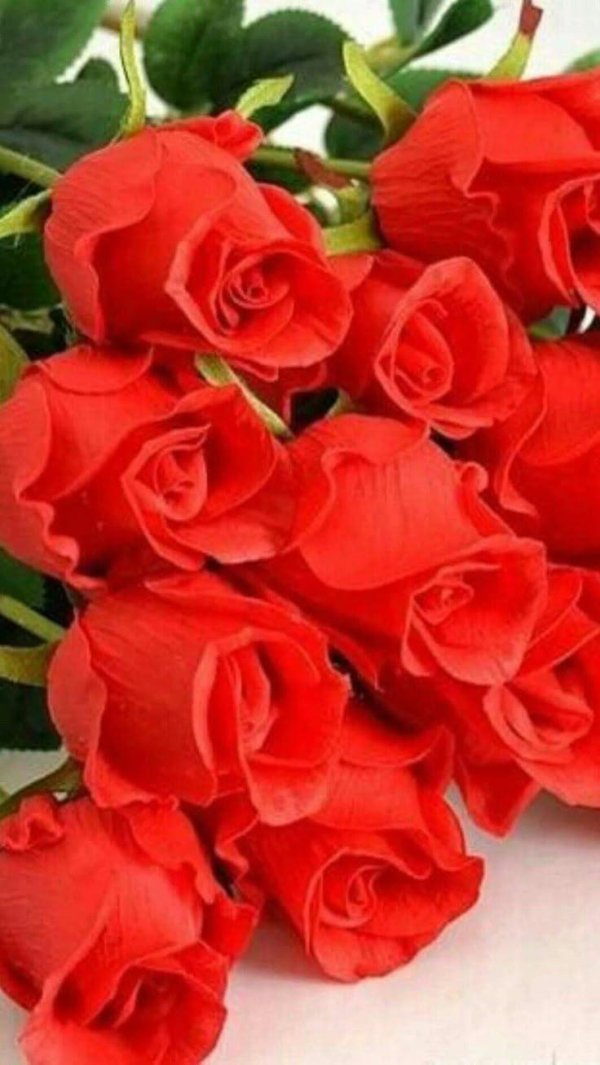букет алых роз
