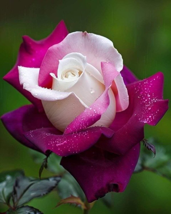 цветок красивый