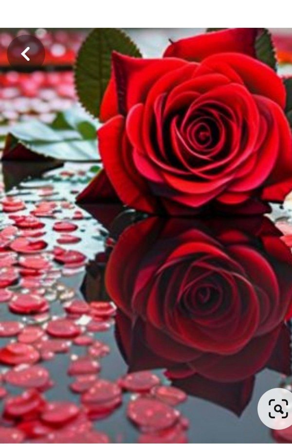 красивые розы красные