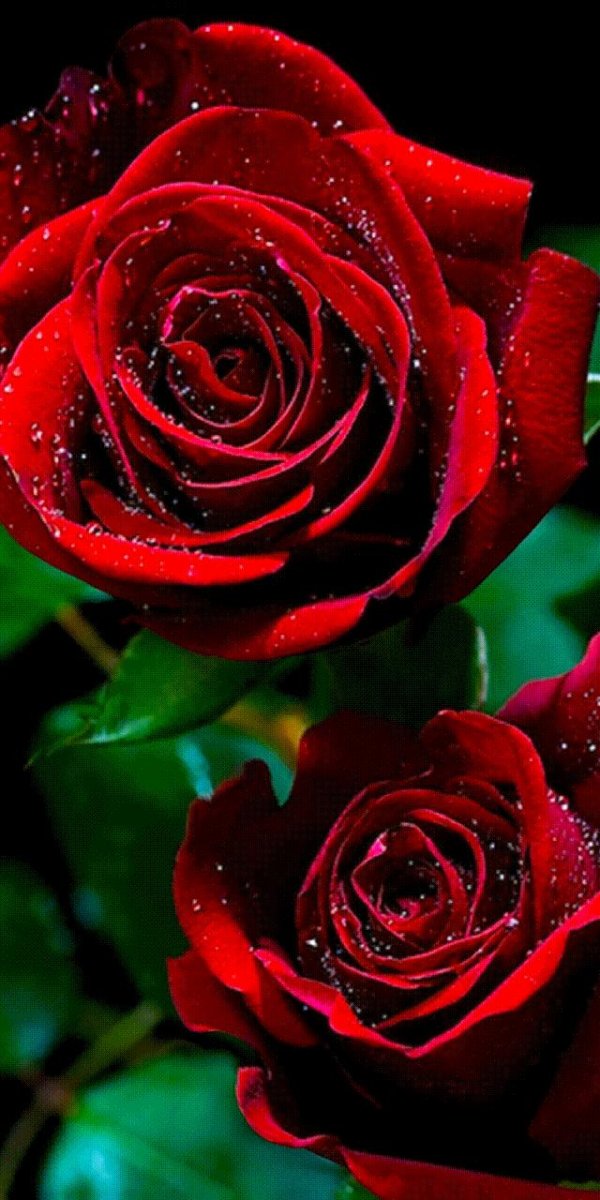 цветы красные розы