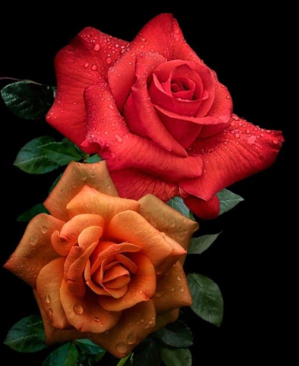 розы красивые