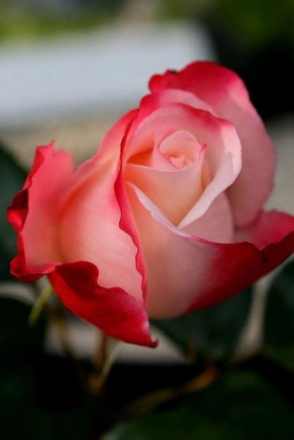 роза претти нина