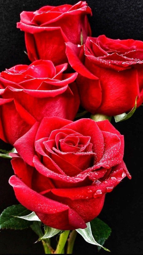 цветы красные розы