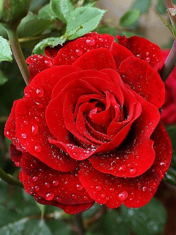 роза фловер