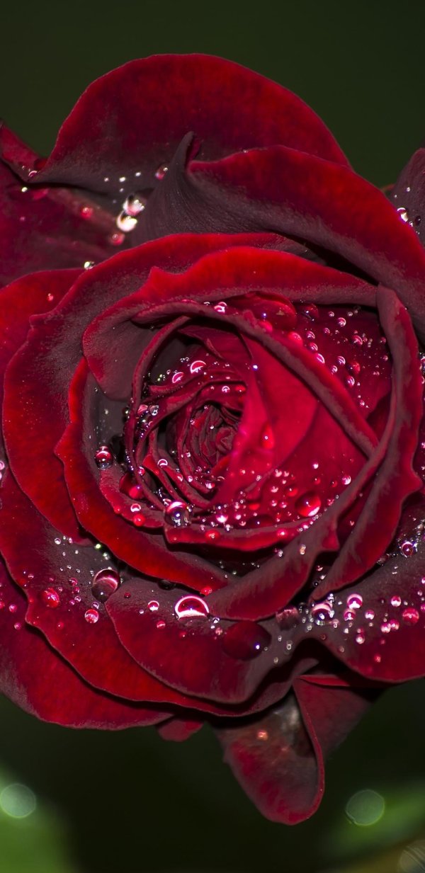 бордовая роза