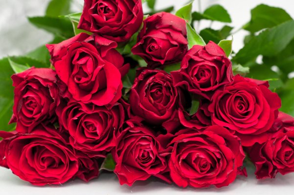 букет алых роз