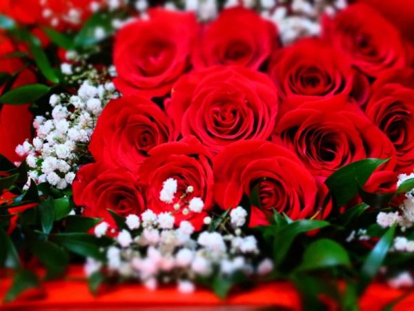 алые розы букет