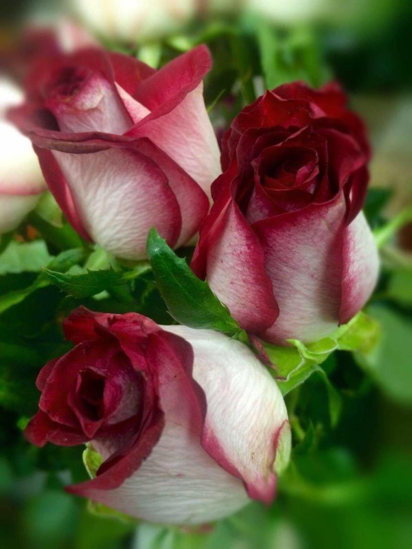 цветы красивые розы