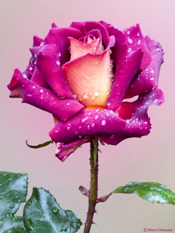 цветок красивый