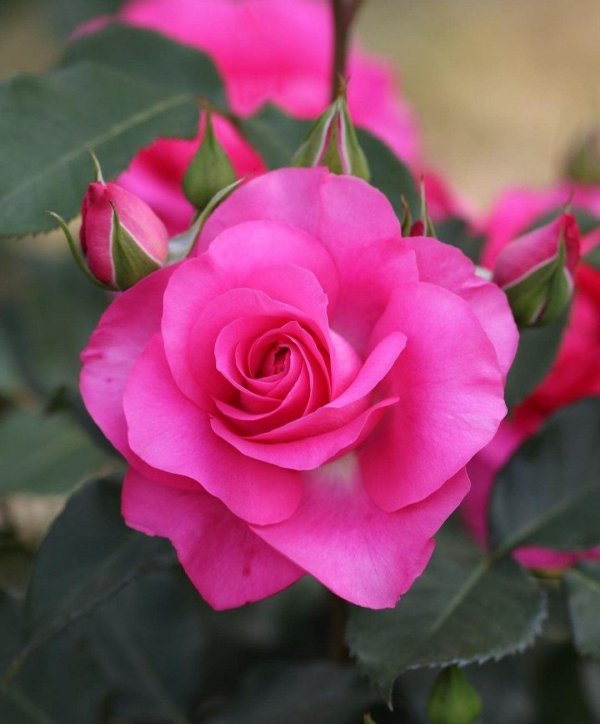 роза мишель дрюкер