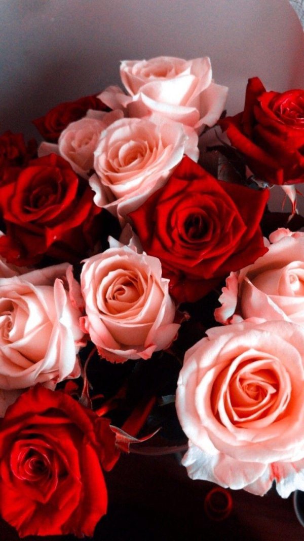 розы разные