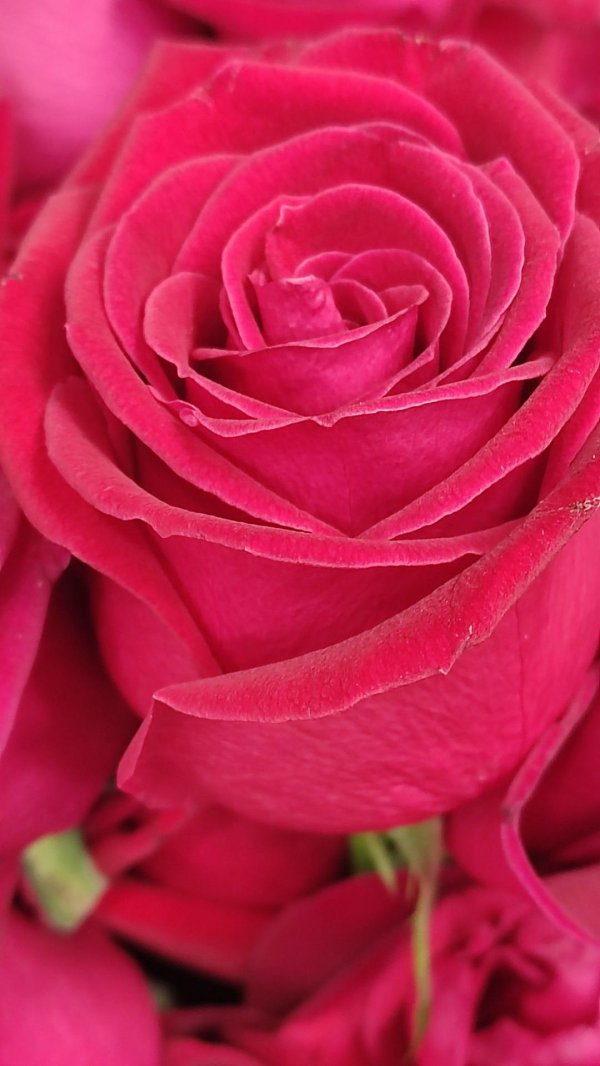 розовые розы цветы