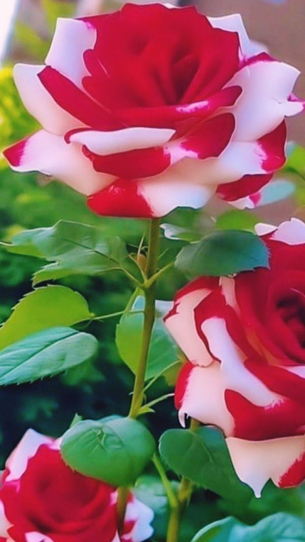 роза осирия