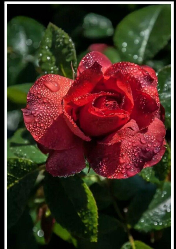 цветок в росе