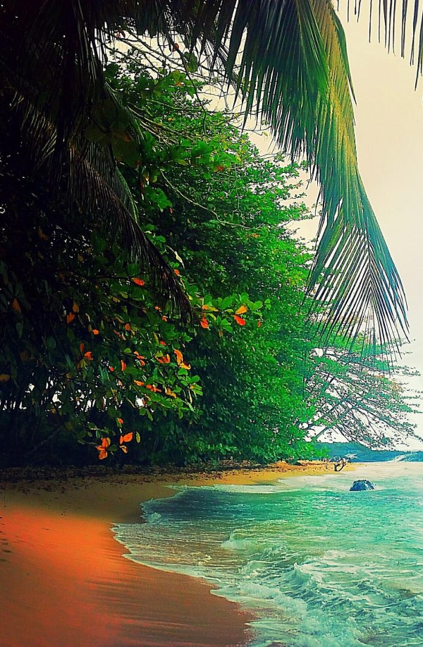 тропические пляжи