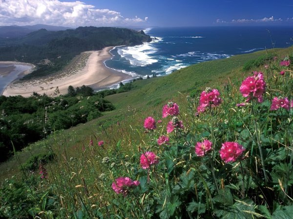 цветущая поляна советская гавань