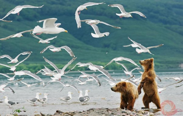 первозданная россия