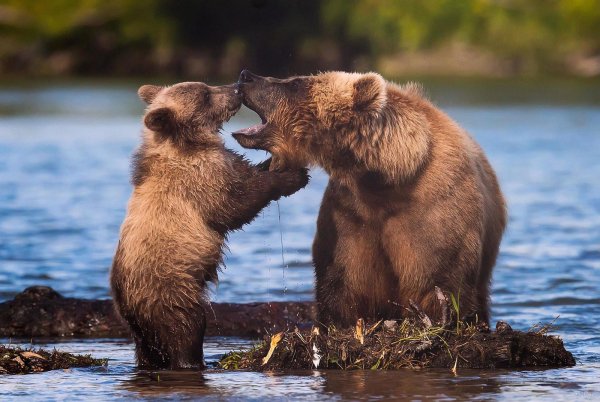 дикая природа россии